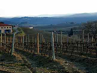 Vineyards of Tuscany(1)
