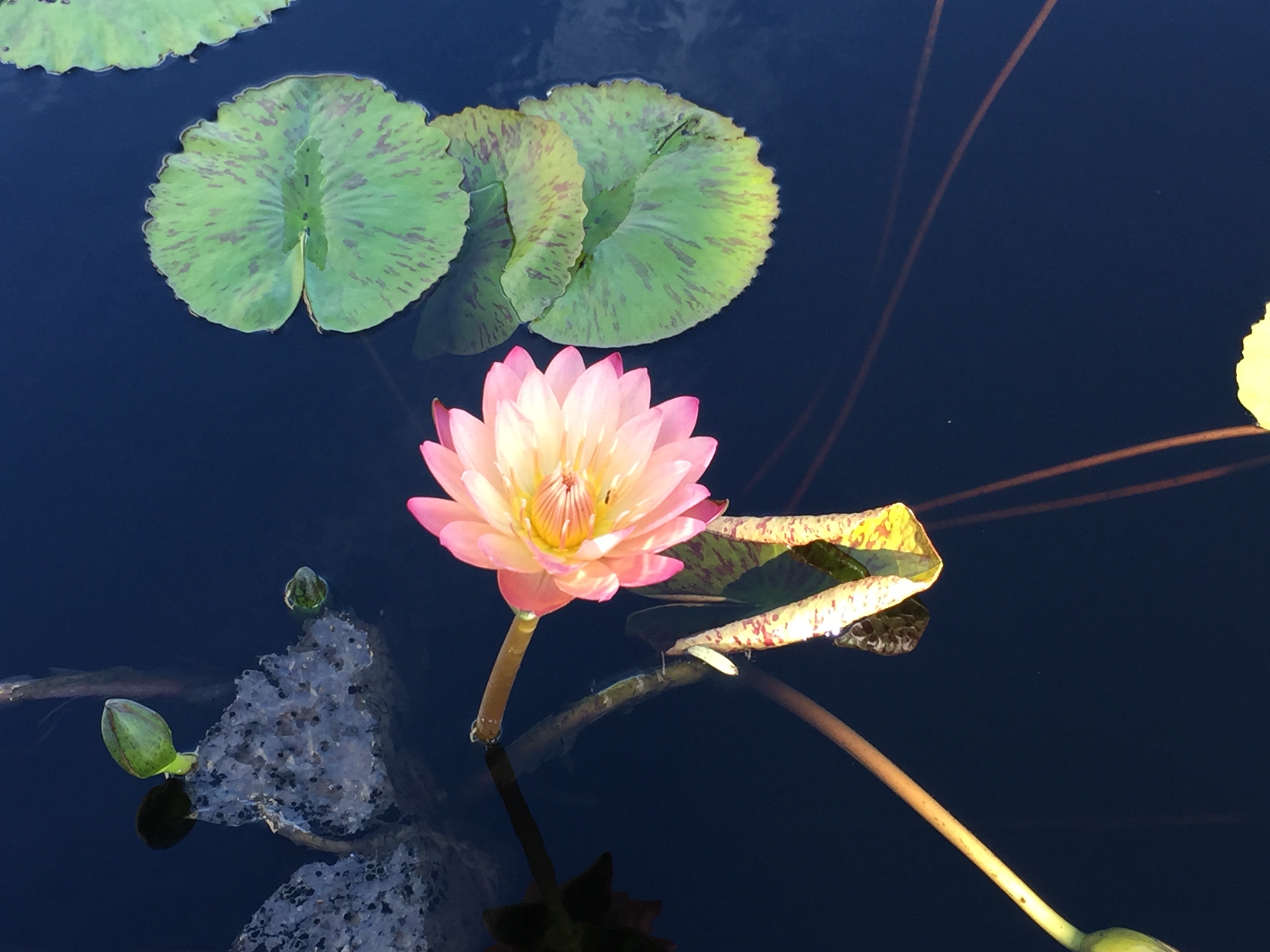 waterlily photo