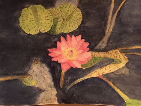 waterlily2