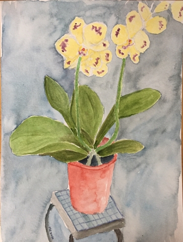 yellow orchid